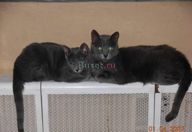 Кошечек породы русской голубой отдам в добрые руки Москва