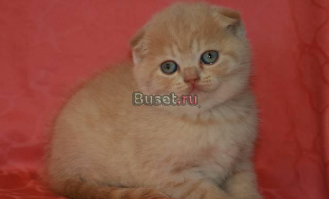 Шикарные котята Санкт-Петербург