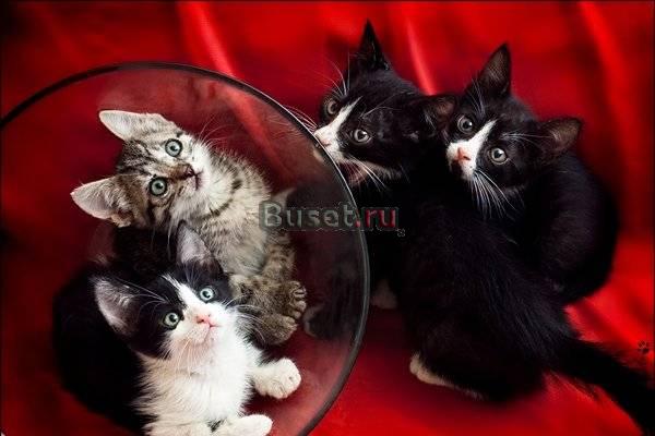 "Два сыночка и две лапочки дочки."  котята в дар Москва