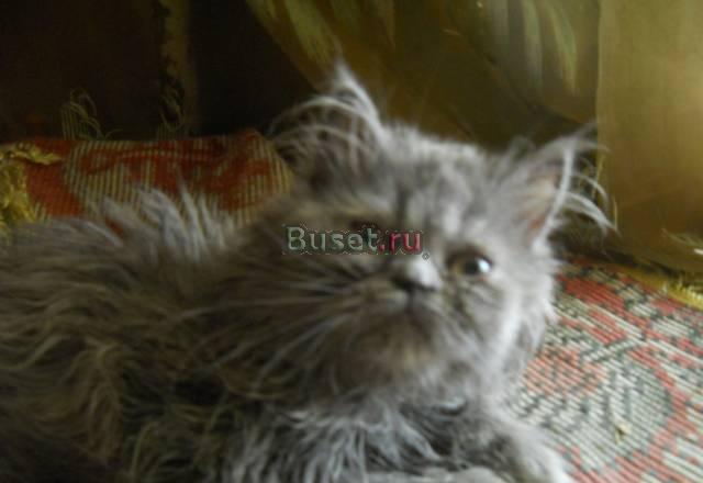 Персидские котята Санкт-Петербург