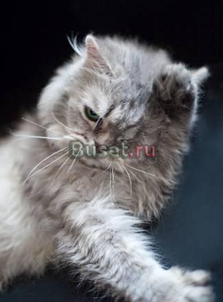 Персидский котик Клаус с одним глазиком, в дар Москва