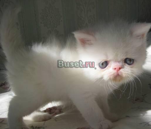 Белые экзотические котята Москва