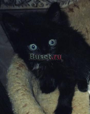 Черный котик 2 мес. в дар Москва