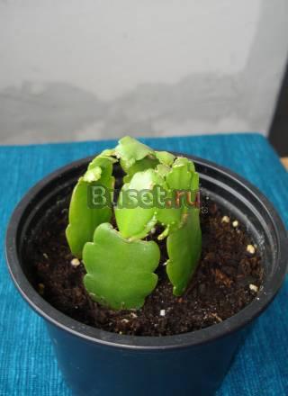 Цветочки Москва