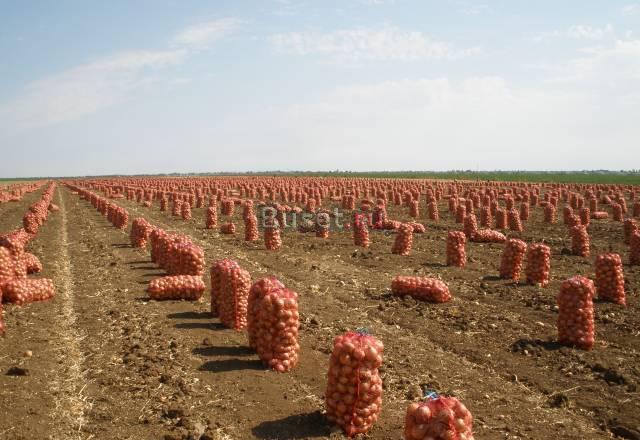 Продаю Лук репчатый от производителя Волгоград