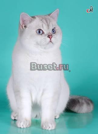 Британские  котята и скотиш-фолды Санкт-Петербург