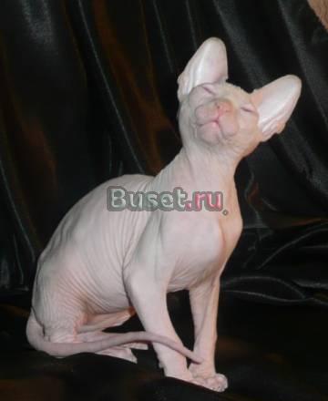 Котенок канадец, окрас ред-поинт Москва