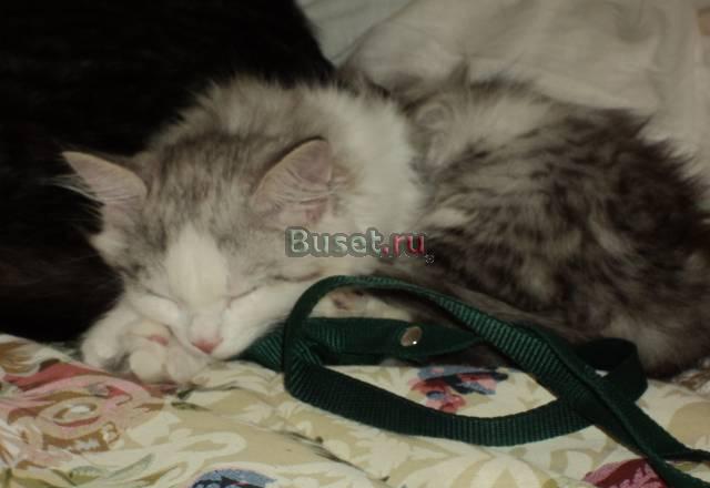 Очаровательный котик в добрые руки Москва