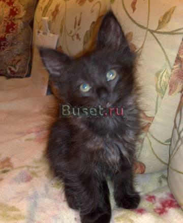 Отдаю котят в хорошие руки Москва