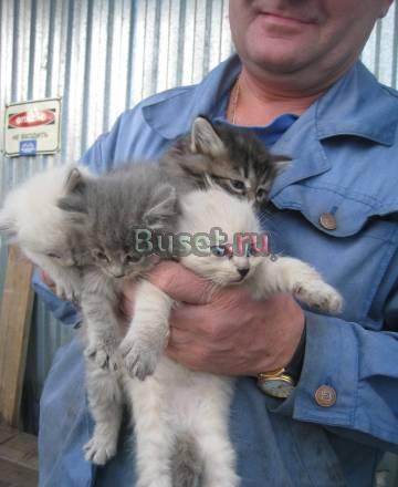 Котята от сибирской кошки - можнатые комочки Москва