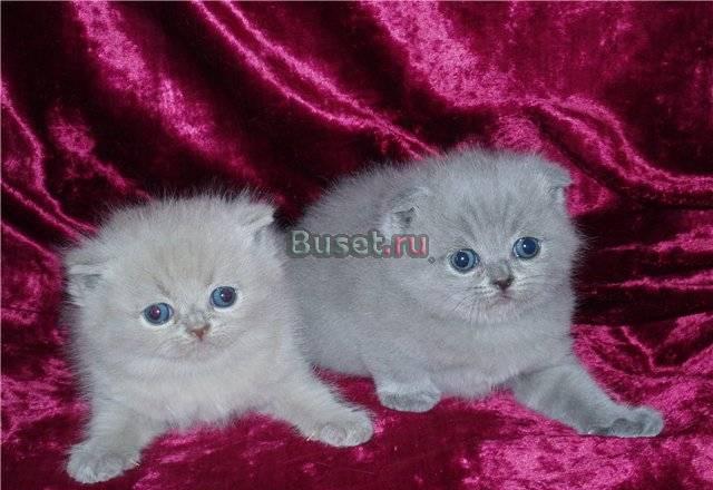 Шотландские вислоухие и британские котята Москва