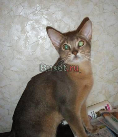 Абиссинский котик (недорого) Москва