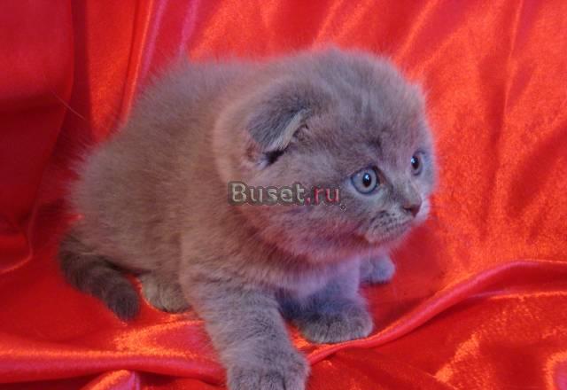 Шотландские котята от элитных производителей Москва