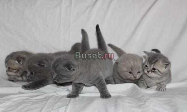 Шотландские вислоушки Санкт-Петербург