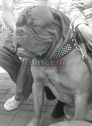 Вязка Санкт-Петербург