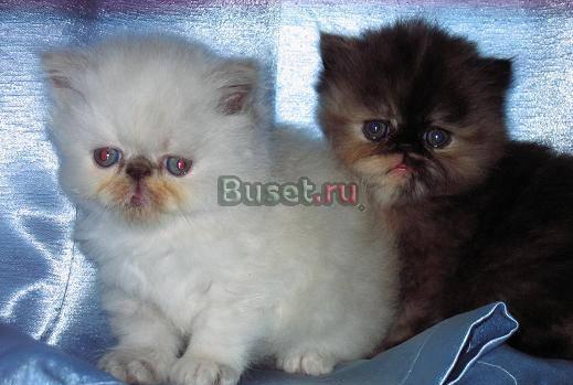 Продаются персидские котята Москва