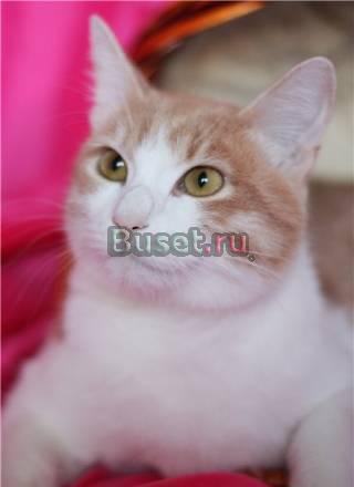 Молодой рыжий котик в добрые руки Москва