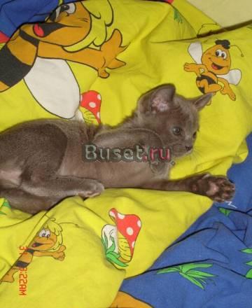 Котята породы Бурма Красноярск