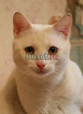 Белоснежный кот Макс ищет дом Санкт-Петербург