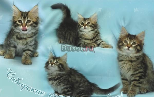 Сибирские котята Омск