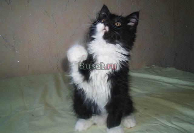Котик мейн кун Барнаул