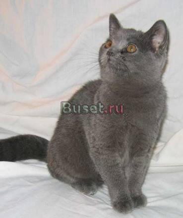 Клубные британские  котята Москва
