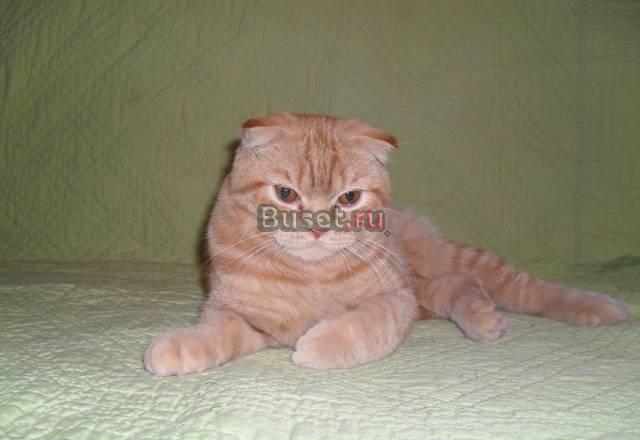 Шотландские котики Москва