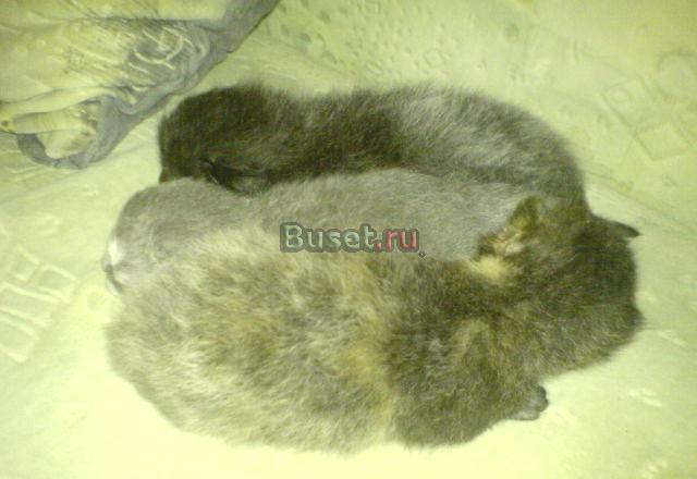 Сиамские котята Березники