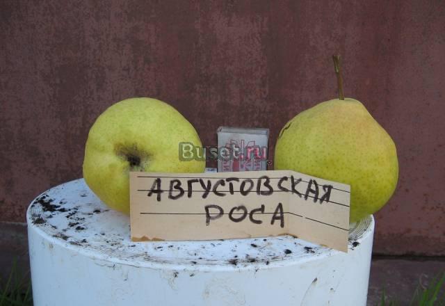 Продам саженцы яблонь и груш Коломна