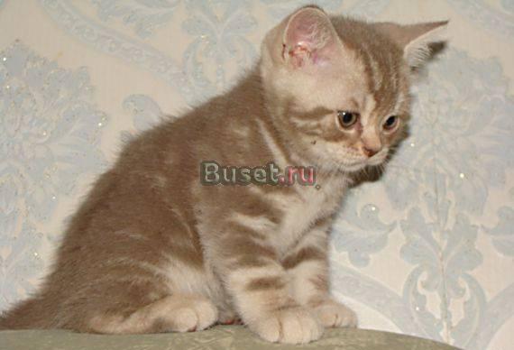 Британские мраморные котята разных окрасов Москва