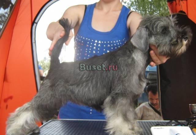 Щенки цвергшнауцера питомник Русский Ассортик Москва