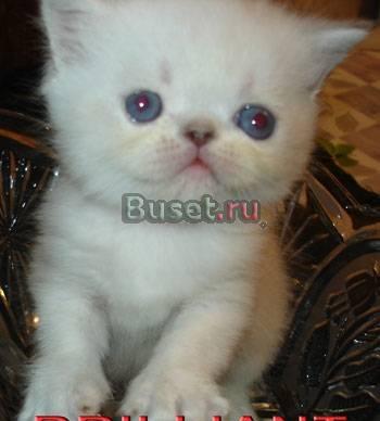 Экзотические  плюшевые  котята Москва