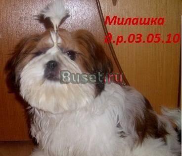 Ши-тцу 2 и 4 мес Москва