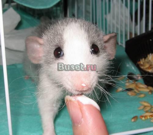 Крысятки дамбо рекс 1 мес с синими глазами Москва