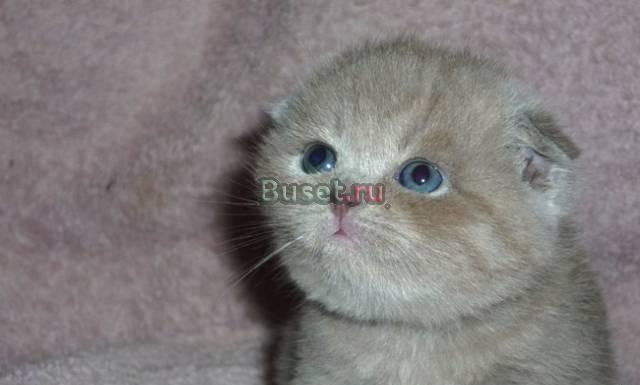 Роскошные  вислоушки  шоу класса Москва
