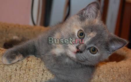 Шотландская короткошерстная кошечка Санкт-Петербург