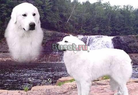 Щенки Пиренейской горной собаки Москва
