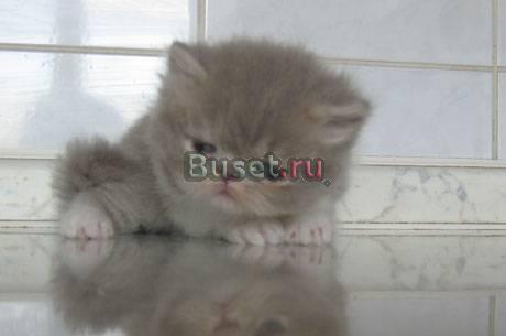 Котята экзоты и персы Уфа