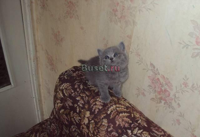 Британские котята Санкт-Петербург