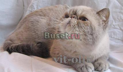 Экзотический котик  блю-пойнт приглашает на вязку Москва