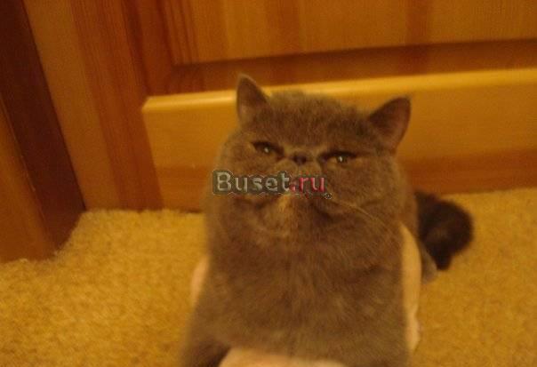 Британская кошечка для вязки Омск