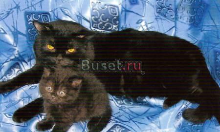 Шотландские коты для вязки Москва