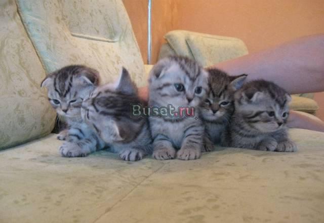 Шотландские плюшевые котята Альметьевск