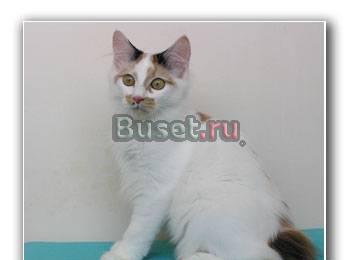 Курильский бобтейл Хабаровск