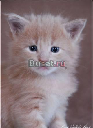Котята мейн кун, нежный гигант Москва