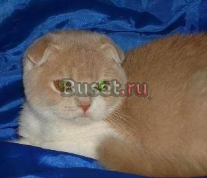 Шотландский вислоухий котик 4 мес Москва