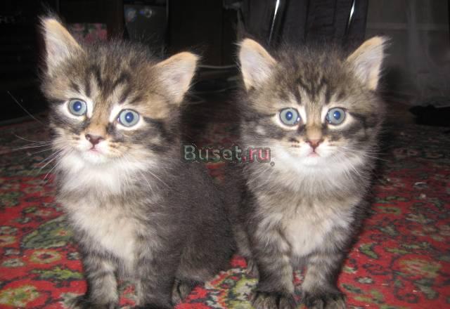 Сибирские котята ищут родителей Москва