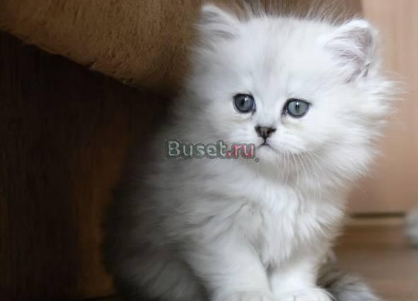 Котята песидской шиншиллы Челябинск