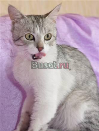 Кот-красавец  по имени Виски, в дар Москва