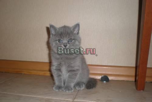 Британские и вислоухие котята Санкт-Петербург